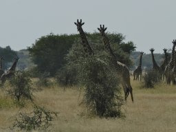 Western_Corridor_(Kirawira)2003-116